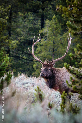 elk in the forest