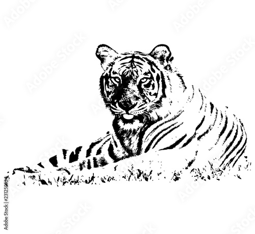 tiger on white background vector