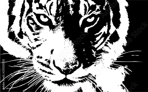 tiger head hand drawn vector