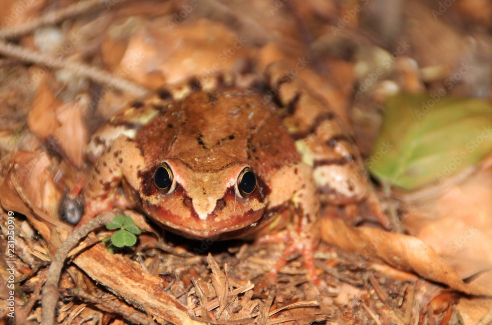 Fototapeta premium Ein Waldfrosch 