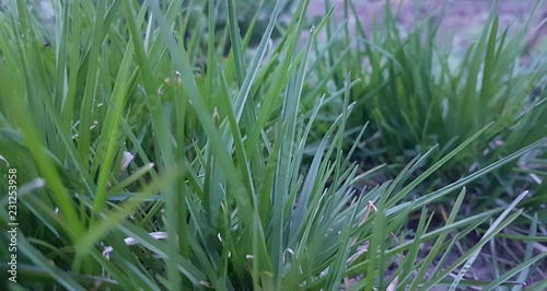 green grass