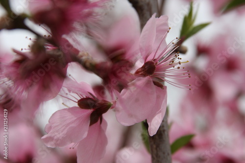 cherry blossoms photo