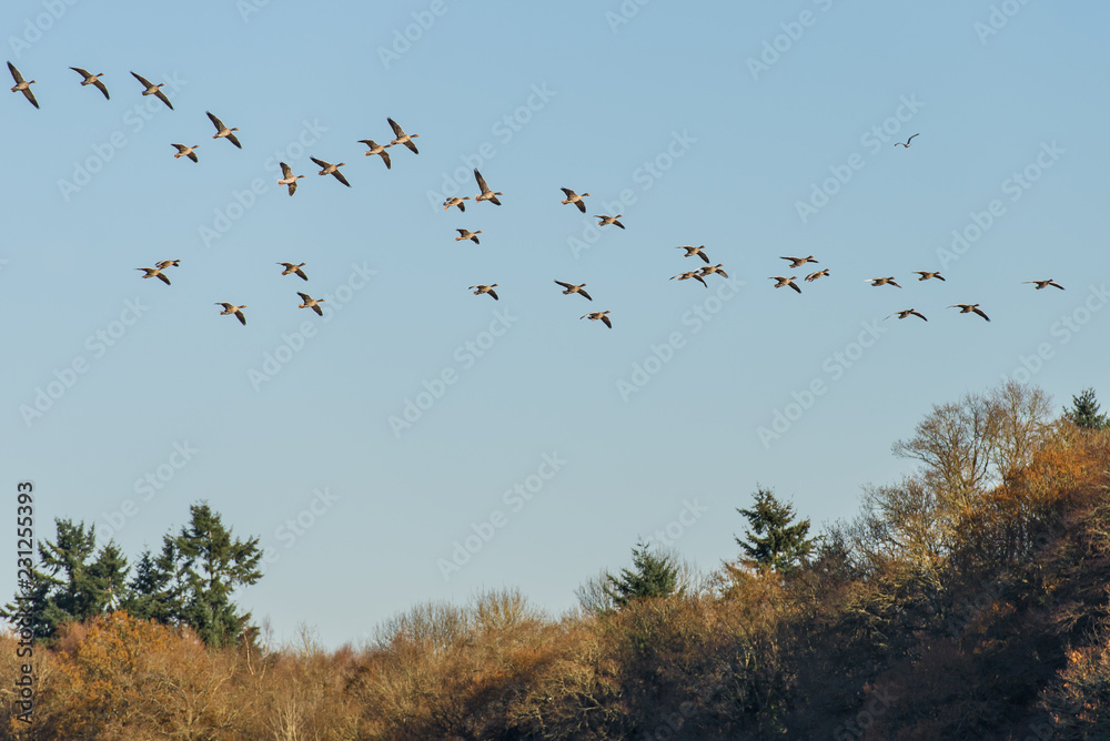 Greylag geese in flight over Warnham West Sussex Greylag geese in flight over Warnham West Sussex