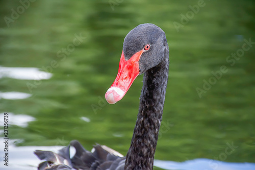 Black swan close up portrait in water.Majestic large bird with red eye and beak.
