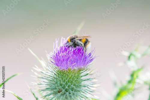 Bumblebee covered with pollen collecting nectar from thistle flower growing on uk field.Bright and vibrant nature image with blurred background and copy space.