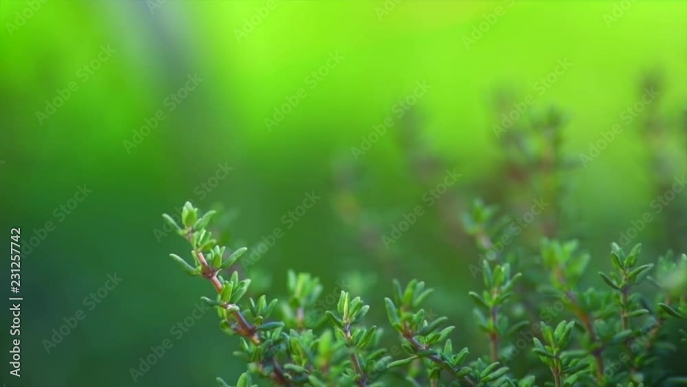 Thyme. Organic aromatic herbs. Thyme closeup growing in a garden. Seasoning, cooking ingredients. Slow motion 4K UHD video footage. 3840X2160 Thyme. Organic aromatic herbs. Thyme closeup growing in a garden. Seasoning, cooking ingredients. Slow motion 4K UHD video footage. 3840X2160