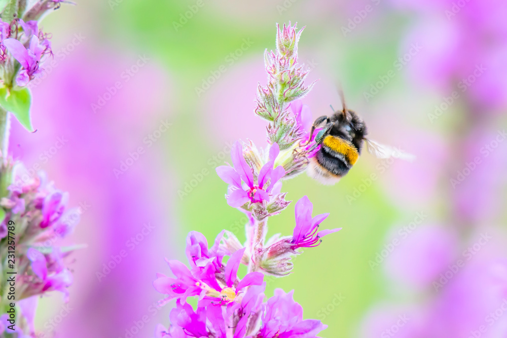Bumblebee in flight with visible wings movement on british meadow in summer.Bright and vibrant image with blurred background and copy space. Bumblebee in flight with visible wings movement on british meadow in summer.Bright and vibrant image with blurred background and copy space.
