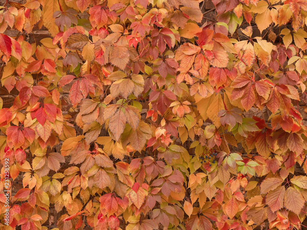 Red leaves background. Autumn. Copy space. Autumn background. Brick wall with red plant. Red leaves background. Autumn. Copy space. Autumn background. Brick wall with red plant.