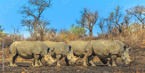 Side view of four white rhinos lined up in the savannah of Hluhluwe-Imfolozi Park, South Africa, known as the hunting reserve of Umfolozi, the oldest nature reserve established in Africa. Blue sky.