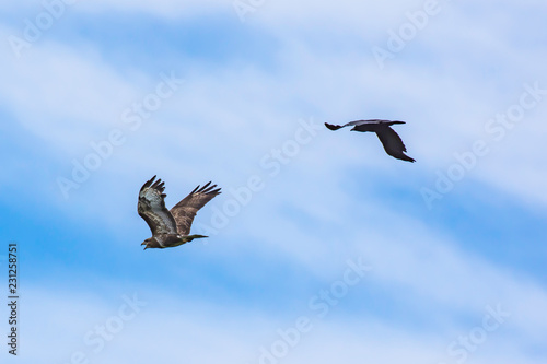 Crow chasing buzzard away.