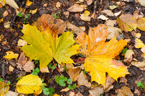 Two large autumn maple leaves