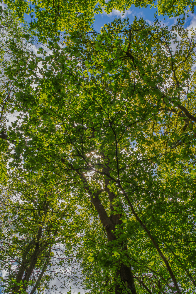 Trees in Crawters Brook a green haven in the middle of industrial units Trees in Crawters Brook a green haven in the middle of industrial units