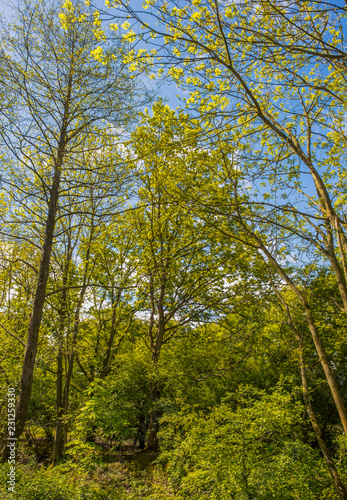 An area of trees in the middle of Manor Royal industrial estate Crawley