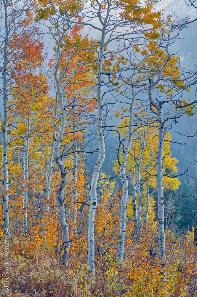 Obraz premium Aspen Blues