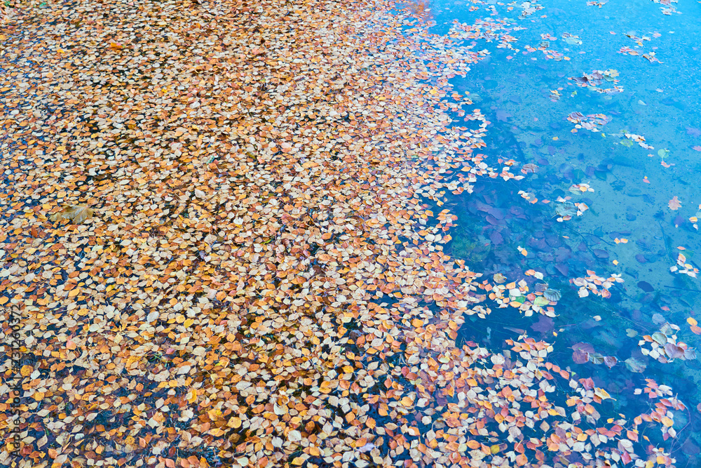 Colorful autumn leaves on clear water surface texture. Colorful autumn leaves on clear water surface texture.