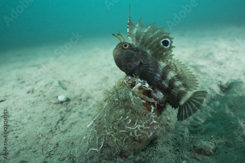  fish with large black ocellus on the dorsal fin