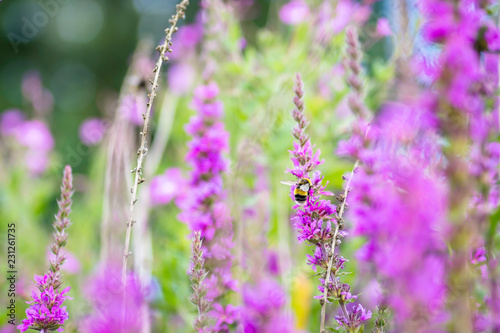 Colorful summer meadow full of violet flowers.