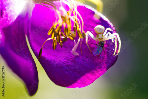 spider sitting inside a red flower close-up