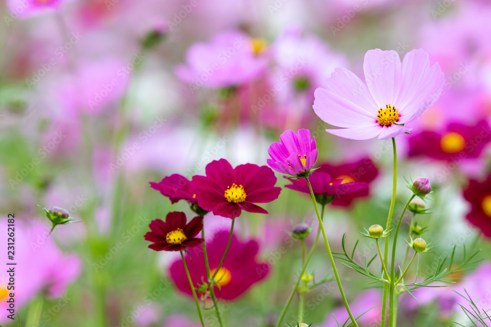 Cosmos Flower / Furusato Plaza in Sakura City, Chiba Prefecture, Japan Cosmos Flower / Furusato Plaza in Sakura City, Chiba Prefecture, Japan