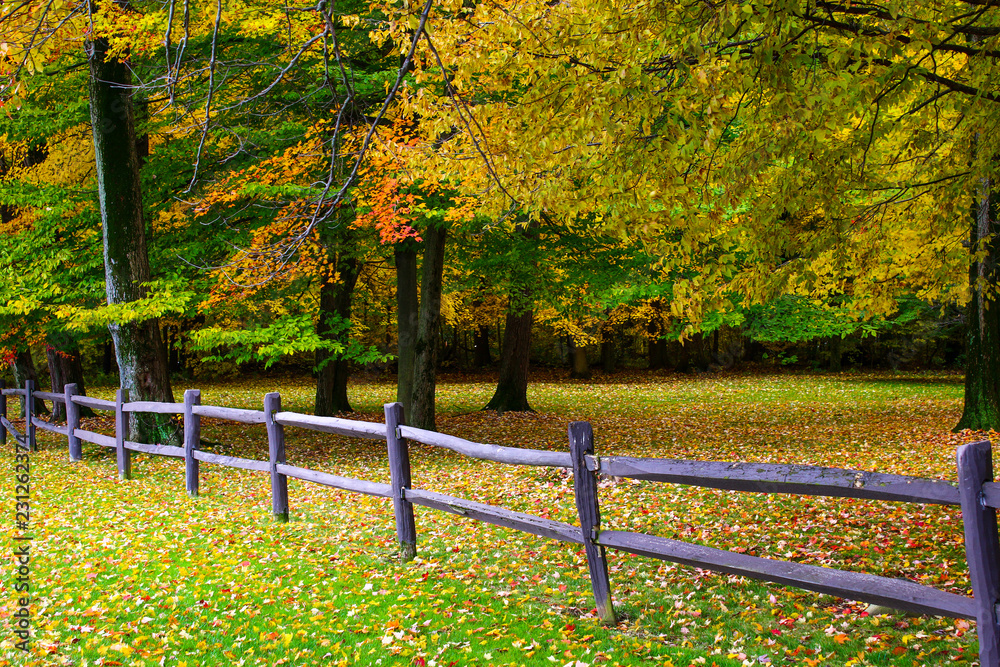 Fall trees with yellowed fall foliage in Orrville, Ohio Stock Photo ...