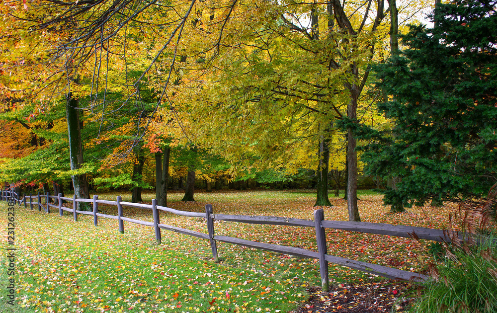 Fall trees with yellowed fall foliage in Orrville, Ohio Fall trees with yellowed fall foliage in Orrville, Ohio