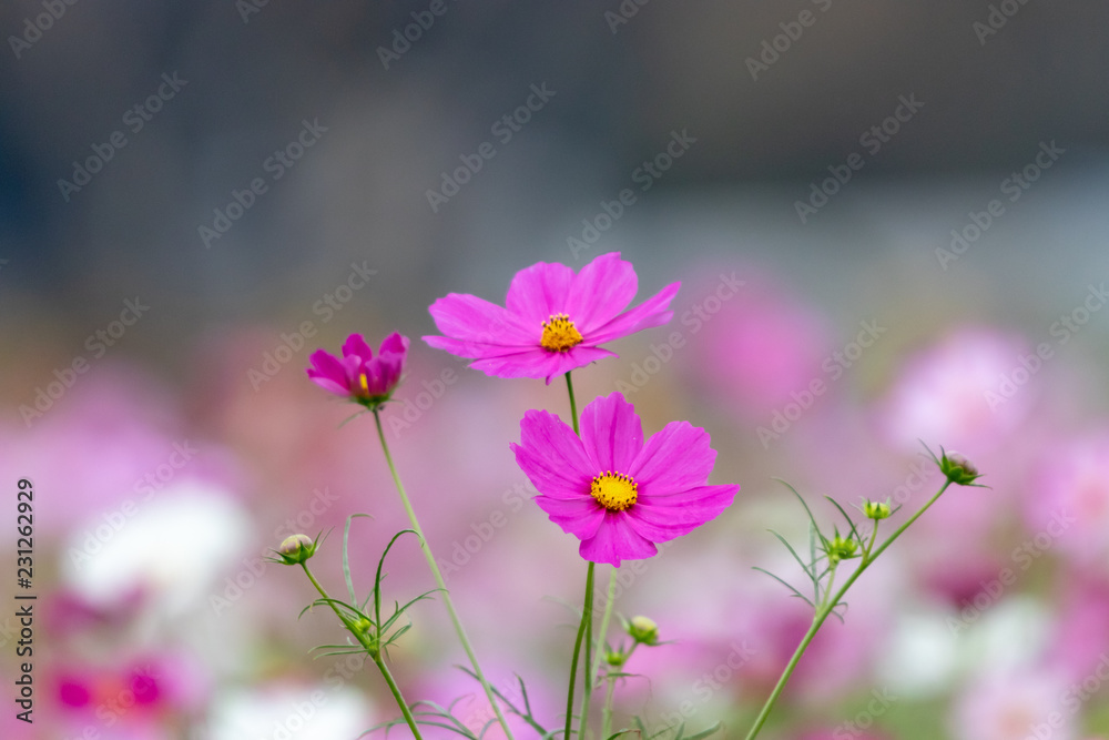 Cosmos Flower / Furusato Plaza in Sakura City, Chiba Prefecture, Japan