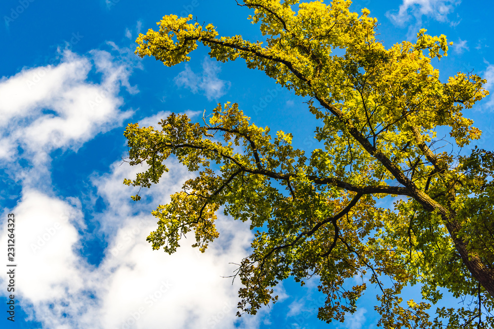 Obraz premium Autumn trees branches