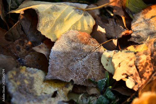 Decaying Leaves Covered in Frost