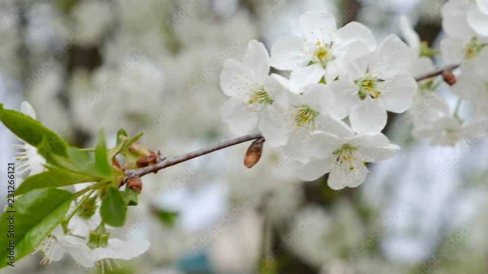 Cherry tree blossomed in spring. Cherry tree blossomed in spring.