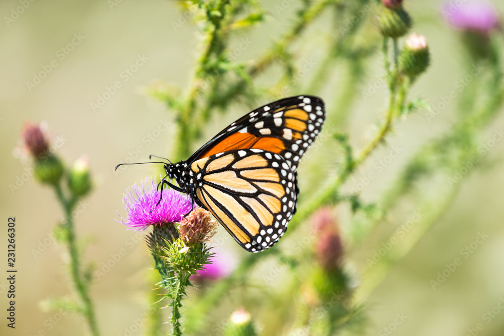 Monarch butterfly feeding on thistle nectar Monarch butterfly feeding on thistle nectar