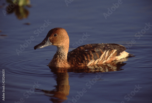 Fulvous Whistling Duck (Dendrocygna Bicolor) photo