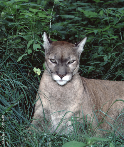 Eastern Cougar (Puma Concolor Couguar)
