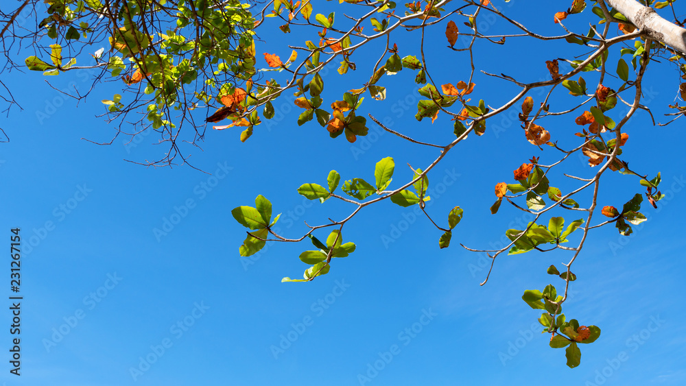 Trees branches frame beautiful green leaves against clear blue sky background image for nature background and nature design Trees branches frame beautiful green leaves against clear blue sky background image for nature background and nature design