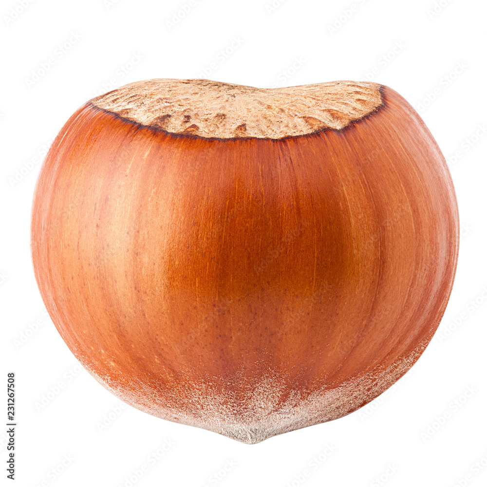 hazelnut isolated on white background, clipping path, full depth of field hazelnut isolated on white background, clipping path, full depth of field