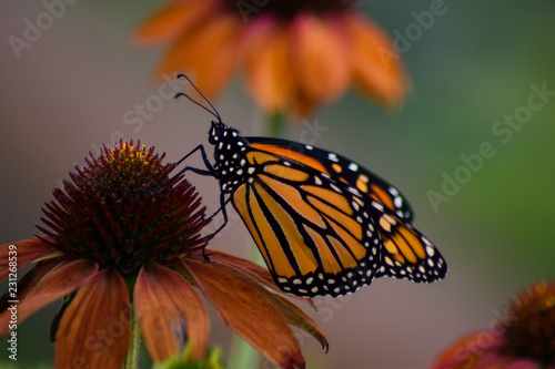 Male Monarch on Coneflower © Ashley