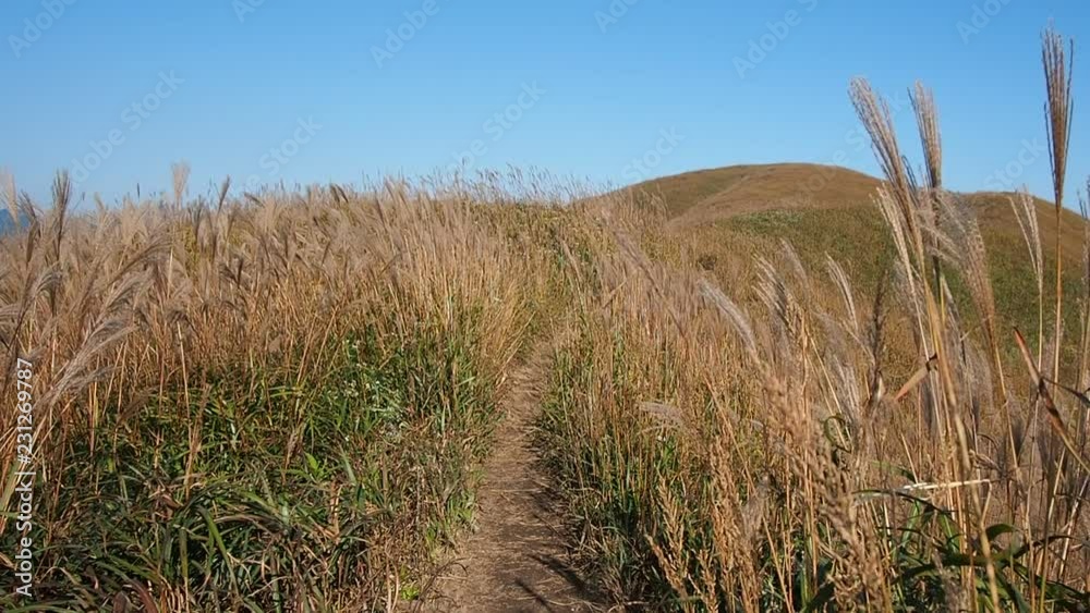 The breeze is blowing the reeds with mountain and blue sky background in autumn, slow motion. The breeze is blowing the reeds with mountain and blue sky background in autumn, slow motion.