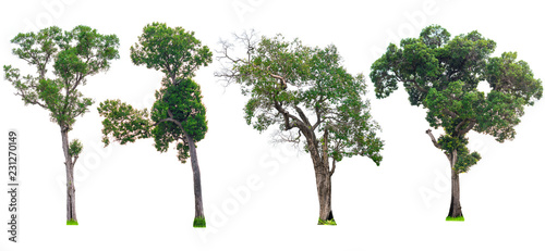 Trees Big old Isolated of Collection on white background  beautiful trees from Thailand