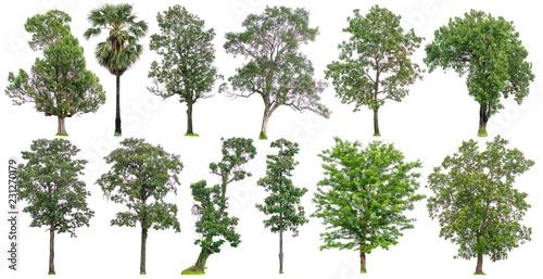 Trees Isolated of Collection on white background  beautiful trees