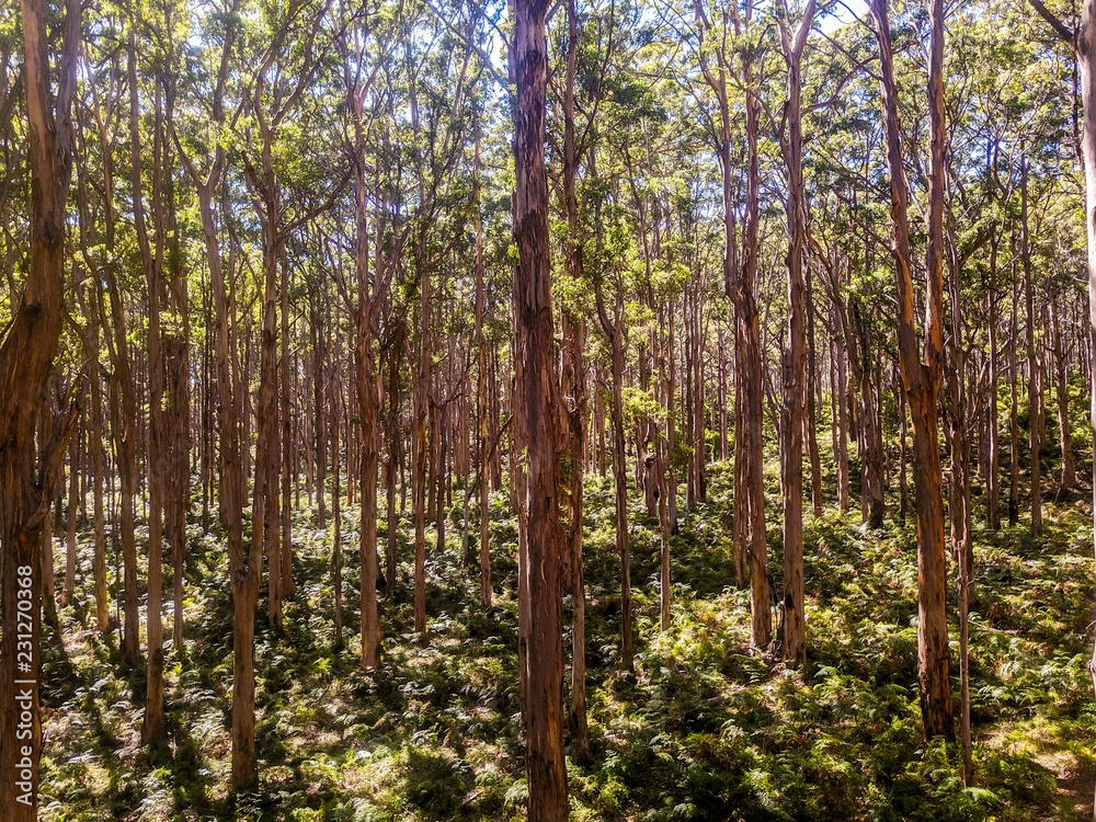Fototapeta premium Boranup Forest
