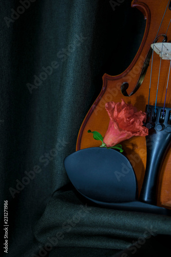 Rosa y violin photo