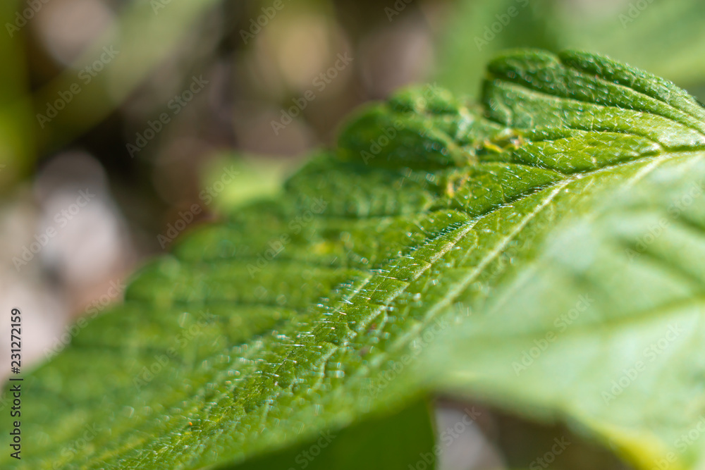 Green leaf close up. Herbal plants concept Green leaf close up. Herbal plants concept