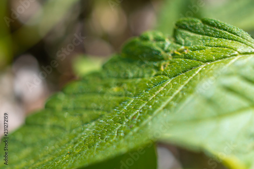 Green leaf close up. Herbal plants concept