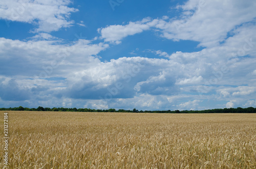 Fields of wheat and blue sky