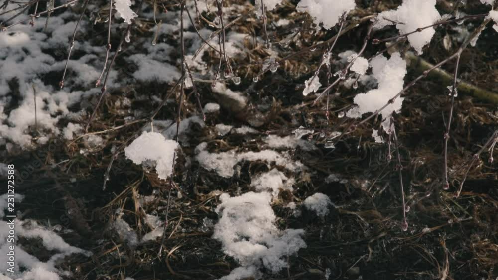 Rapidly melting snow drips off twigs and branches at the start of spring Rapidly melting snow drips off twigs and branches at the start of spring