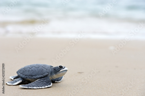 turtle baby On the beach Copy space