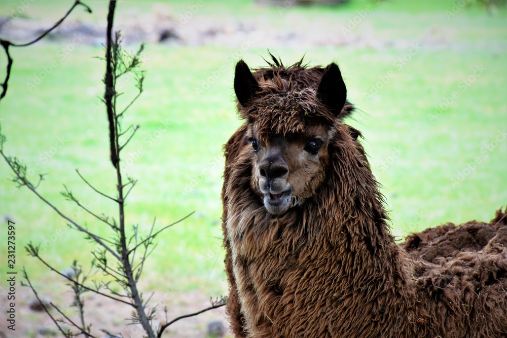 Obraz premium Portrait of alpaca. Australia