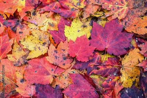 Falling colorful of maples leaves background texture  Autumn in GA USA.