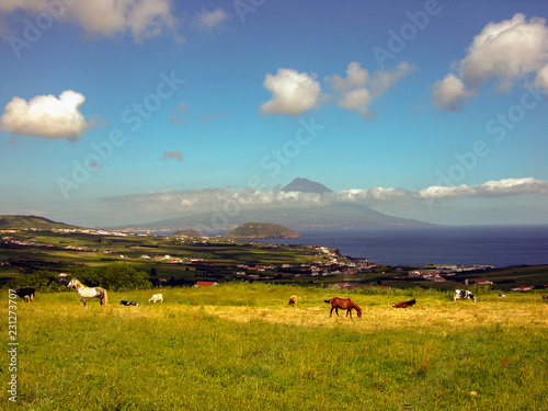 Horses and cows feed on pasture in Faial looking towards Pico Island in the Azores, Portugal © David J. Shuler