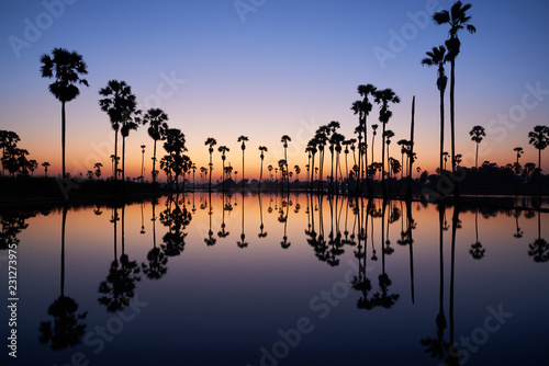 Sunrise at coconut palm tree field