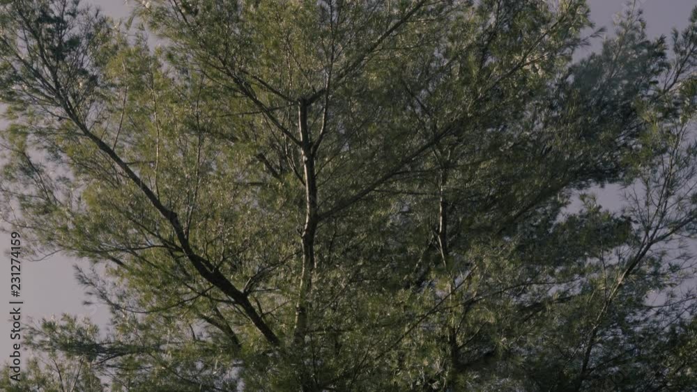 Quickly melting snow drips off a large tree's branches in early spring Quickly melting snow drips off a large tree's branches in early spring